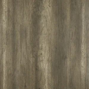 撒哈拉灰橡(山)