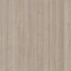 鋸紋灰橡