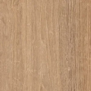 鹿特丹橡木