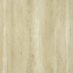 撒哈拉棕橡(山)